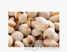 ޲���������о���