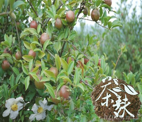 ����ˮϴ�l(f��)ˮ