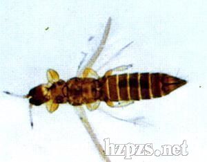 ����(y��ng)ɽ�|�H�������r(ji��)���E�R���x���a(ch��n)Ʒ���l(f��) �߲�