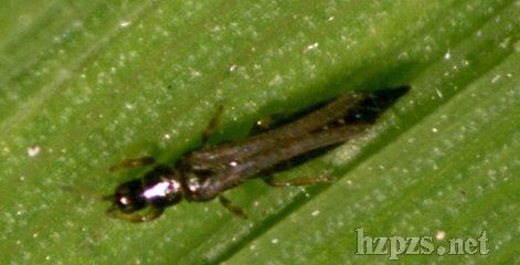 ����(y��ng)���ϳ���ˮ�����E�R*** �[�E�R����