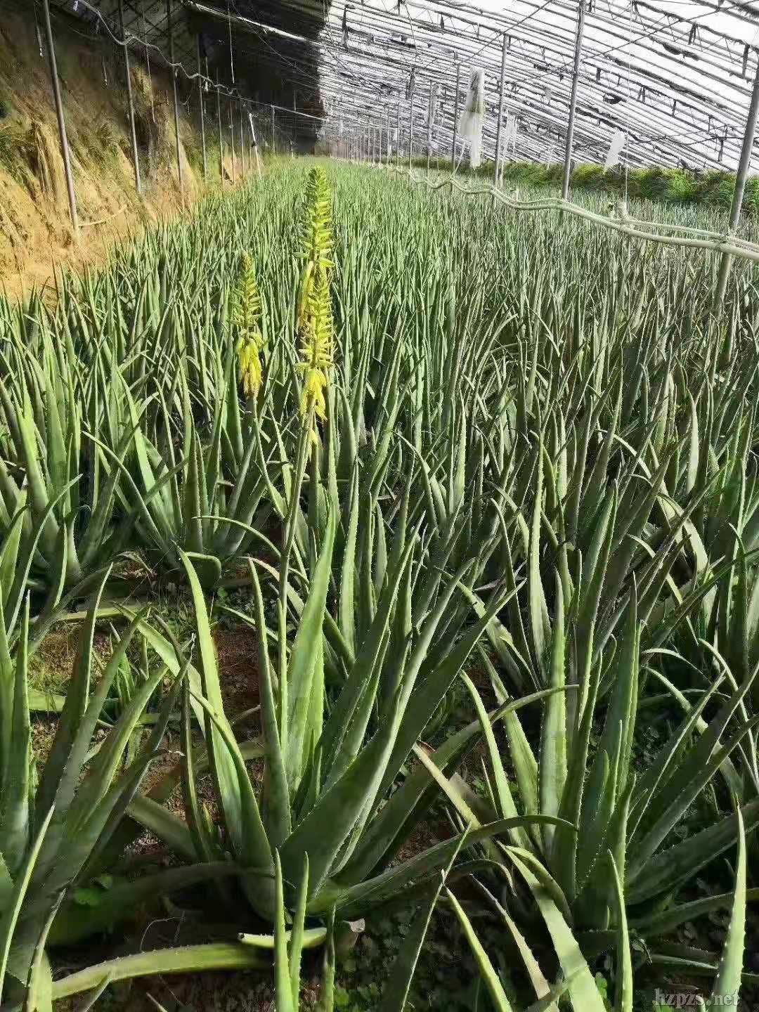 �������J�C