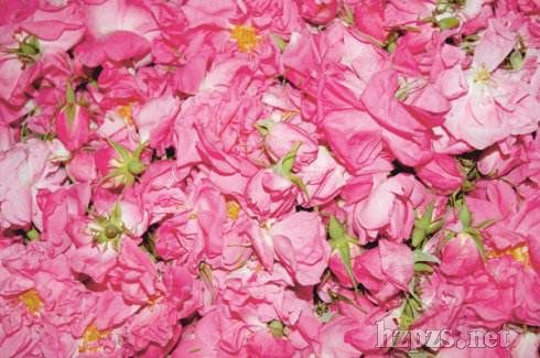 ���R��ʿõ�弃¶�ӹ��O(sh��)Ӌ(j��)/���R��ʿõ�弃¶��