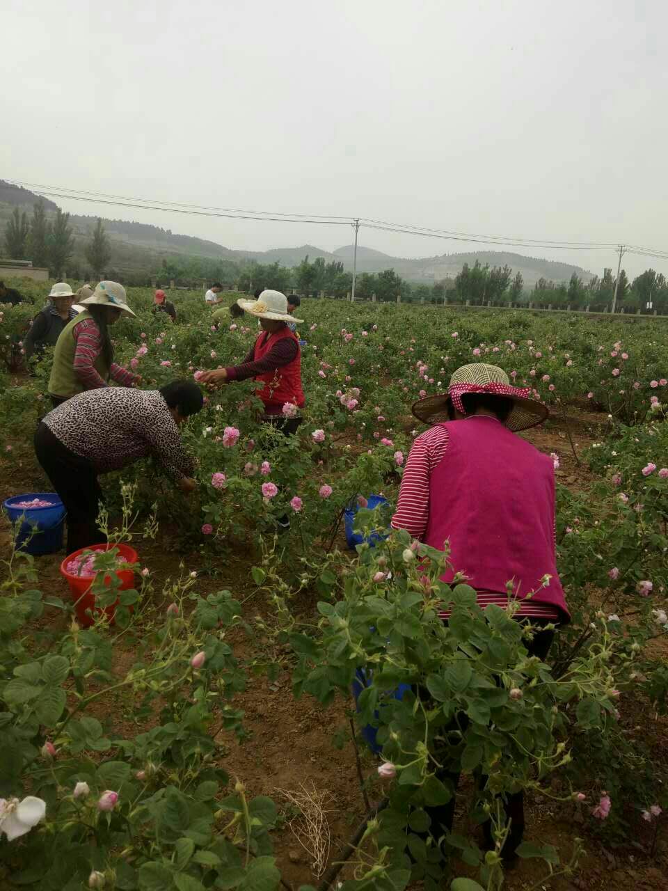 ��@��Ӵ��Rʿ��õ�弃¶